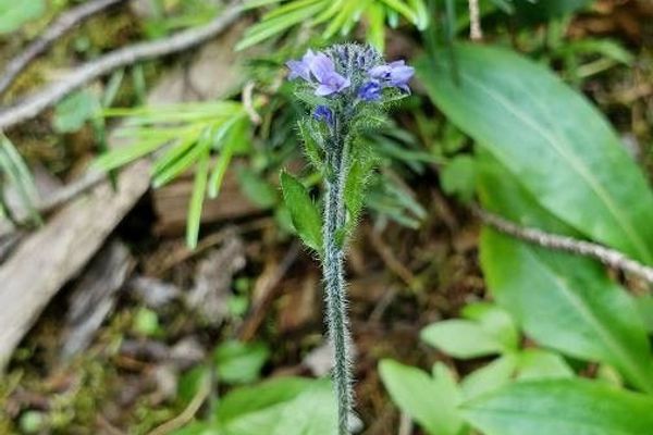 American alpine speedwell