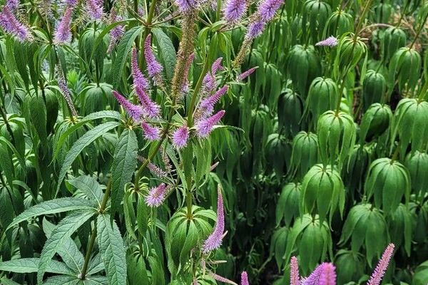 Culver's-root