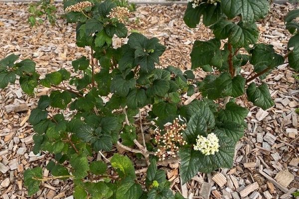 Linden viburnum