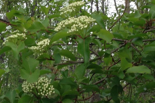 Black haw