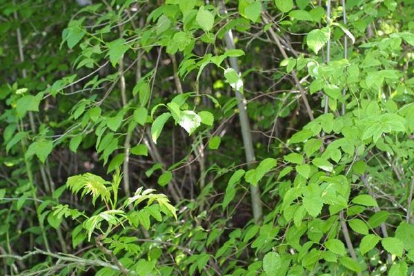 Northern arrow-wood