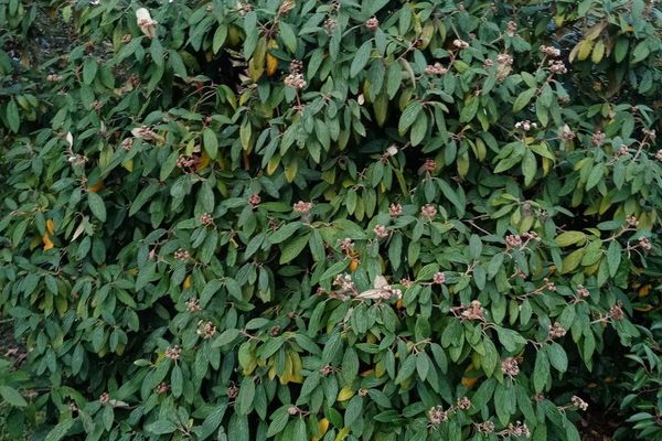 Leatherleaf viburnum