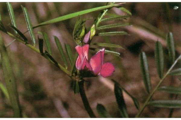 American vetch