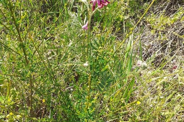 Algerian vetch