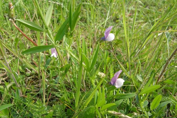 Bithynian vetch