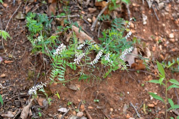 Carolina vetch