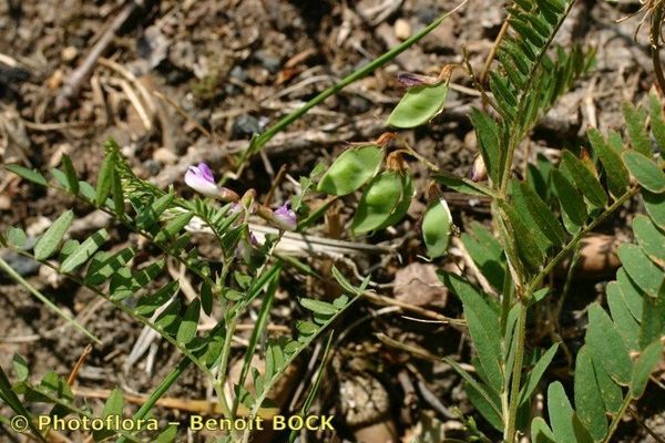 Kashubian vetch