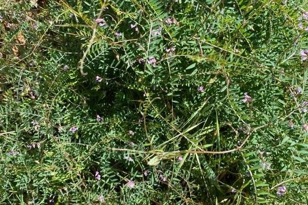 Two-seed vetch