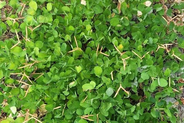 Great wood-vetch