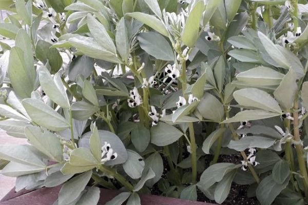 Fava-bean