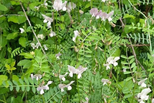 Large yellow vetch