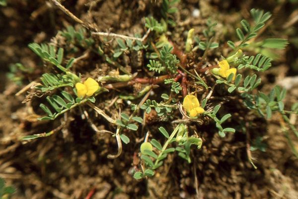 Hairy yellow vetch