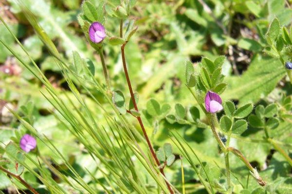 Spring vetch