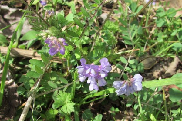 Louisiana vetch