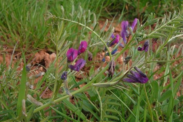 Bard vetch