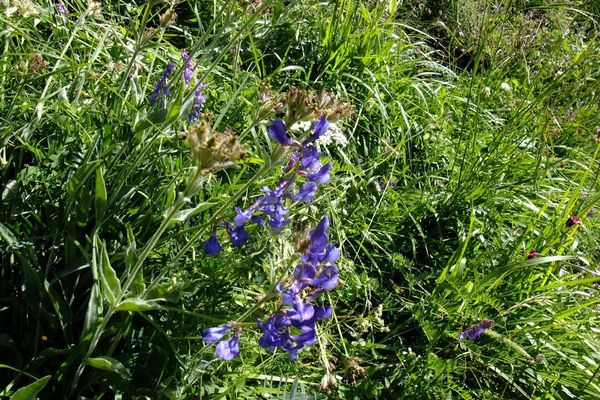 Sainfoin vetch