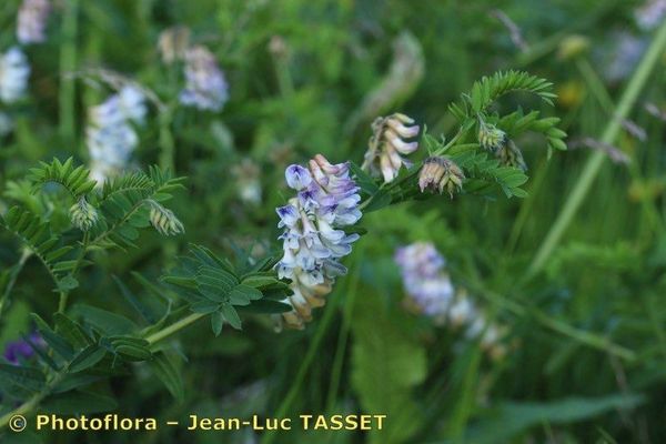 Wood bitter vetch