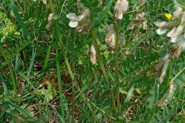 Hungarian vetch