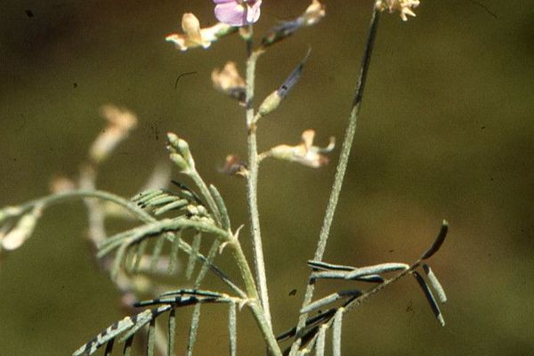Broad-pod vetch