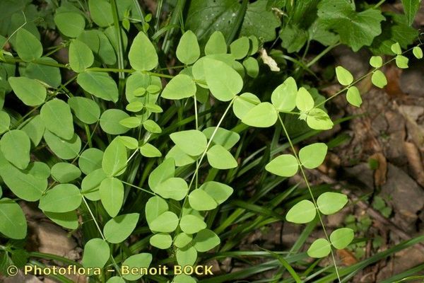 Pea vetch