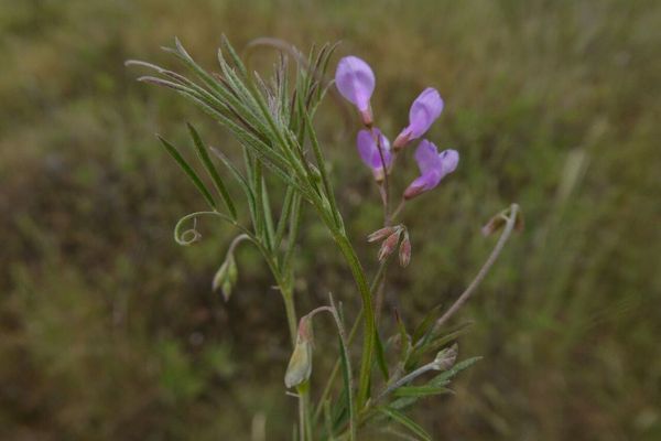 Vicia pubescens