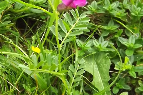 Pyrenean vetch