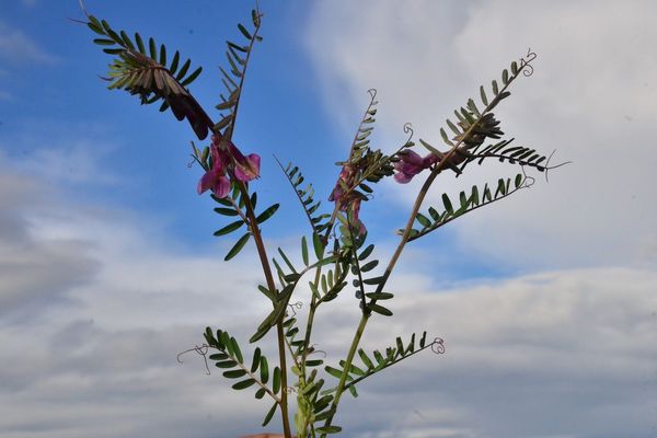 Common vetch