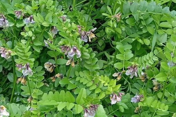Hedge vetch