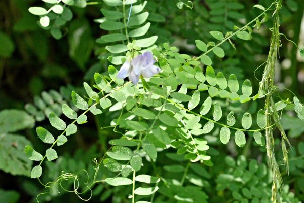Wood vetch