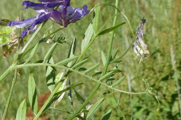 Bramble vetch