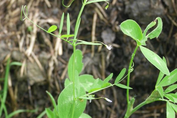Four-seed vetch