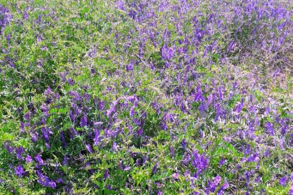 Fodder vetch