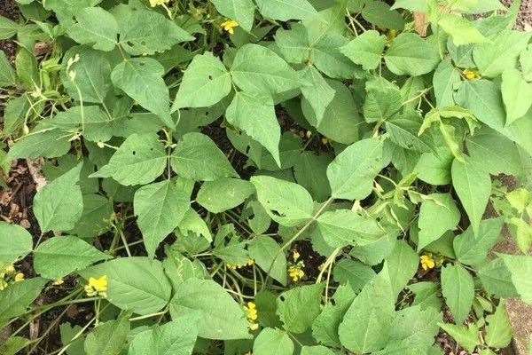 Mung bean