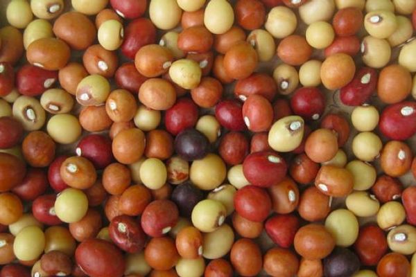 Vigna subterranea