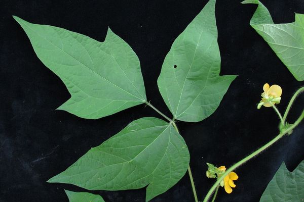 Oriental-bean