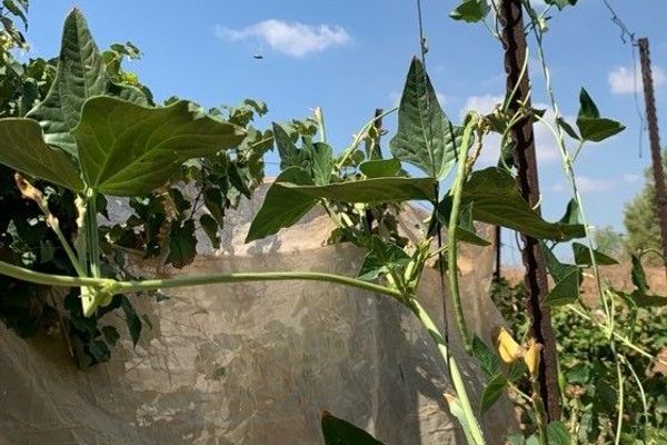 Cowpea