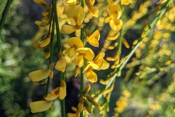 Golden spray