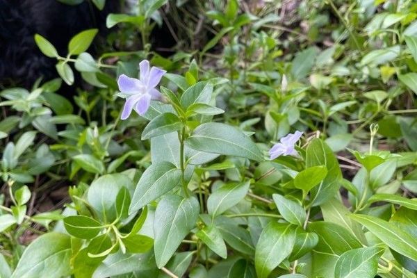Intermediate periwinkle