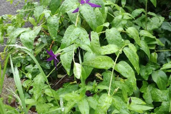 Herbaceous periwinkle