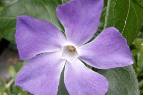 Blue periwinkle