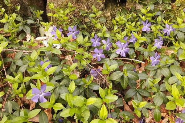 Common periwinkle