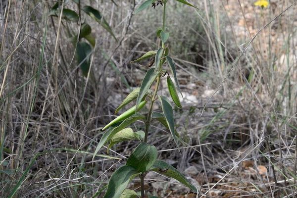 Black swallowwort
