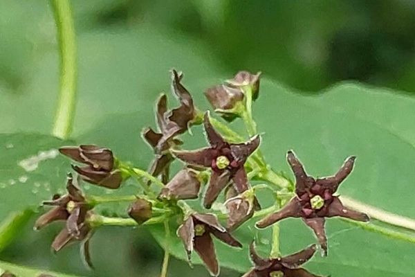 Pale swallow-wort
