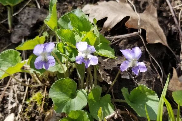 Early-blue violet