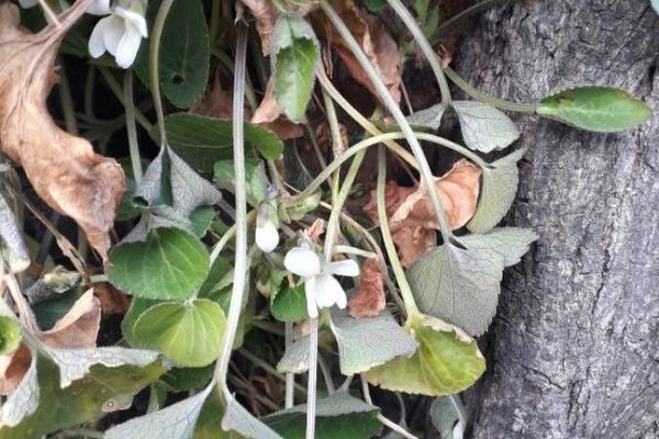 White violet
