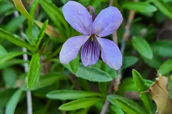 Shrubby violet
