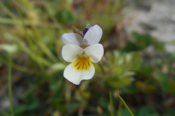European field pansy