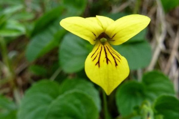 Alpine yellow violet