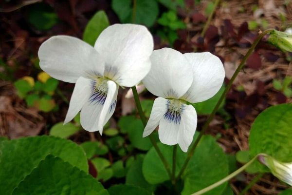 Woodland-white violet