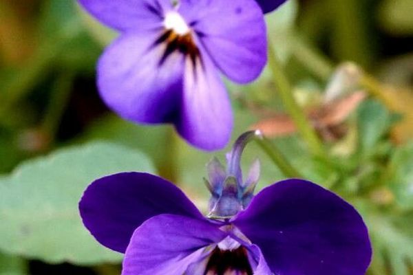 Viola bubanii